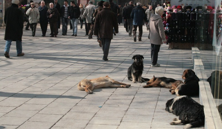 Građani Centra Veterinarskoj stanici mogu prijaviti lokacije na kojima se nalaze napušteni psi 