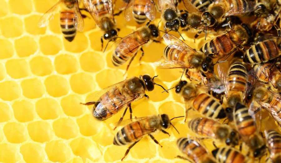 Poziv pčelarima sa Centra za prijavu u službeni registar